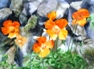 68  Mary Vivian  Poppies  Watercolour